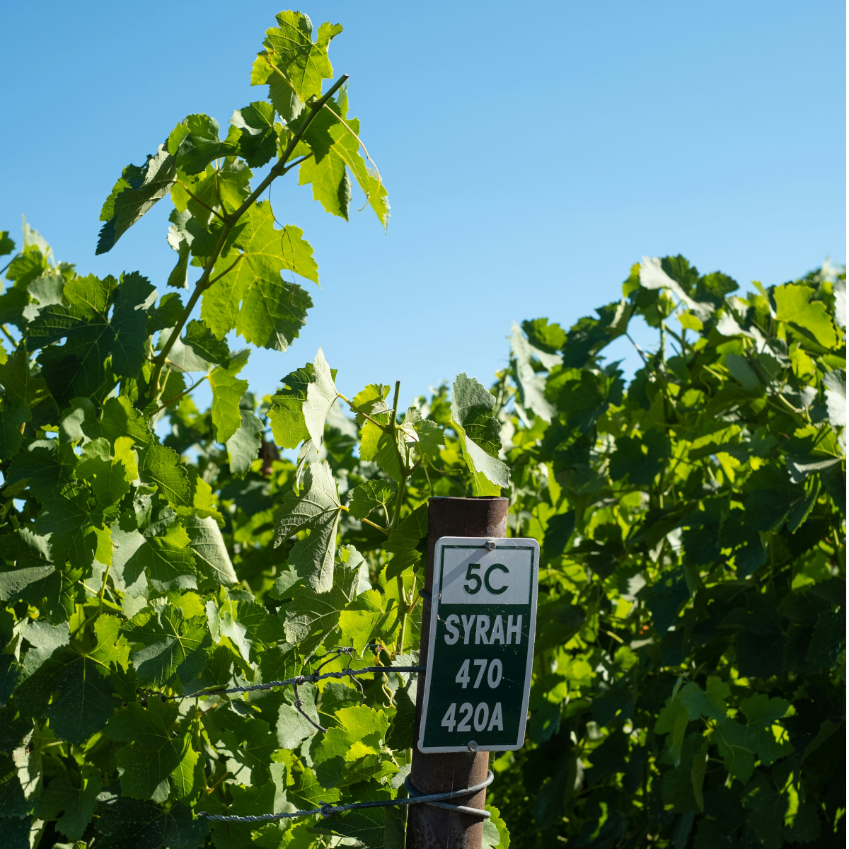 Product image for Echeverria Reserva Syrah