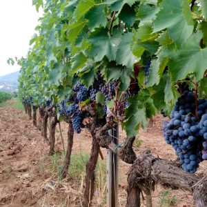 Product image for Poggio Argentiera Capatosta