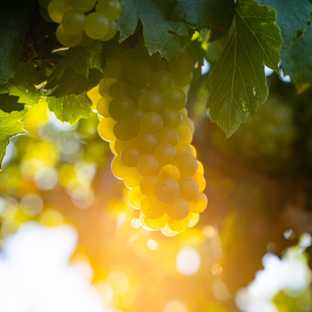 Product image for Jean Marc Brocard Montee de Tonnerre Chablis 1er C