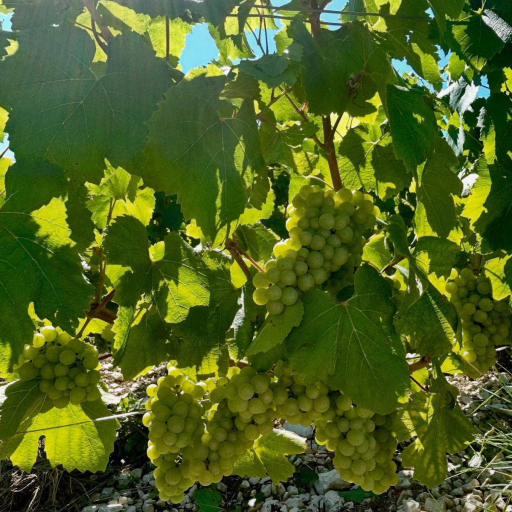 Product image for Jean Marc Brocard Montee de Tonnerre Chablis 1er C