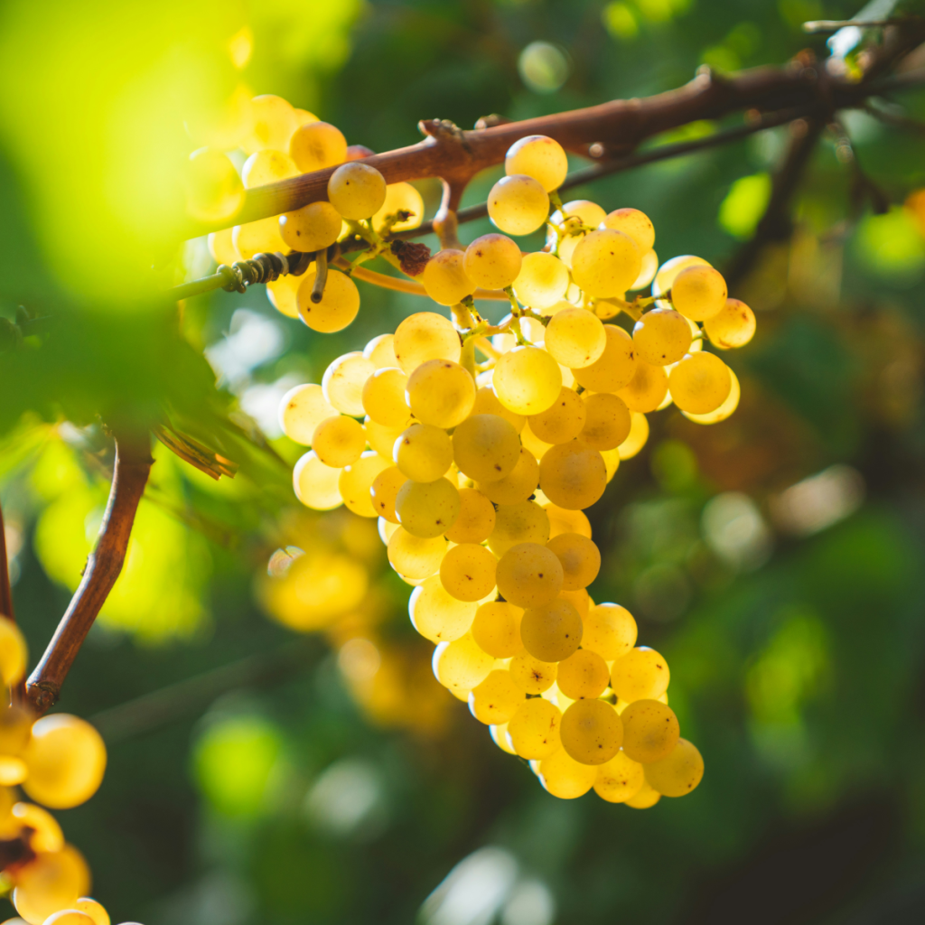 Product image for De Bortoli DB Family Selection Chardonnay