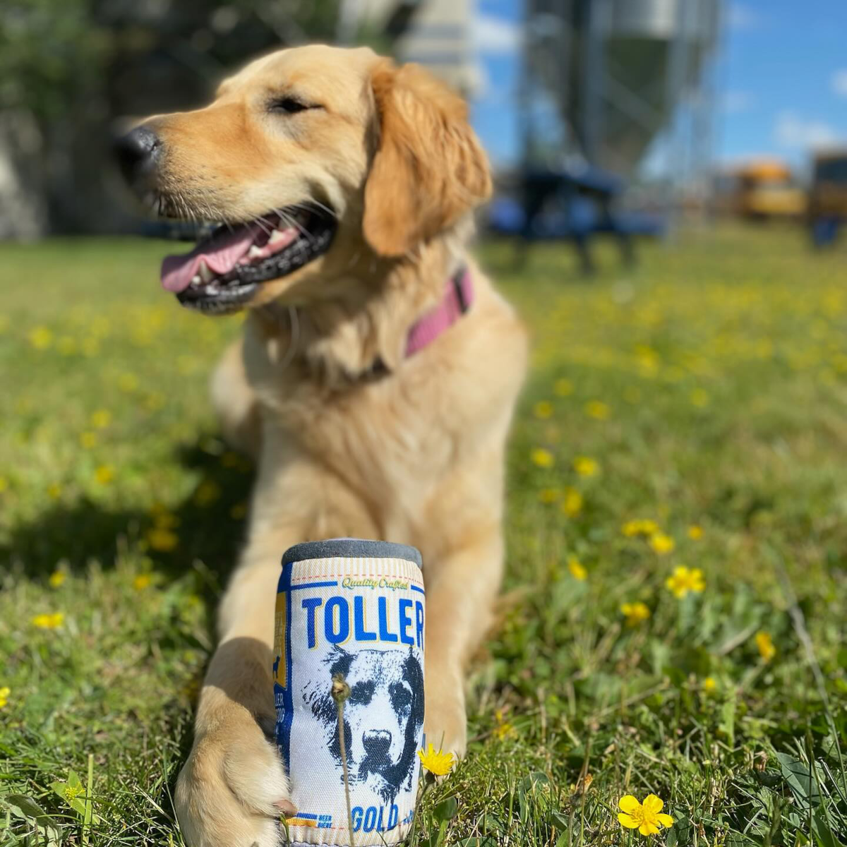 Product image for Burnside Brewing - Toller GOLD King Can 568ml