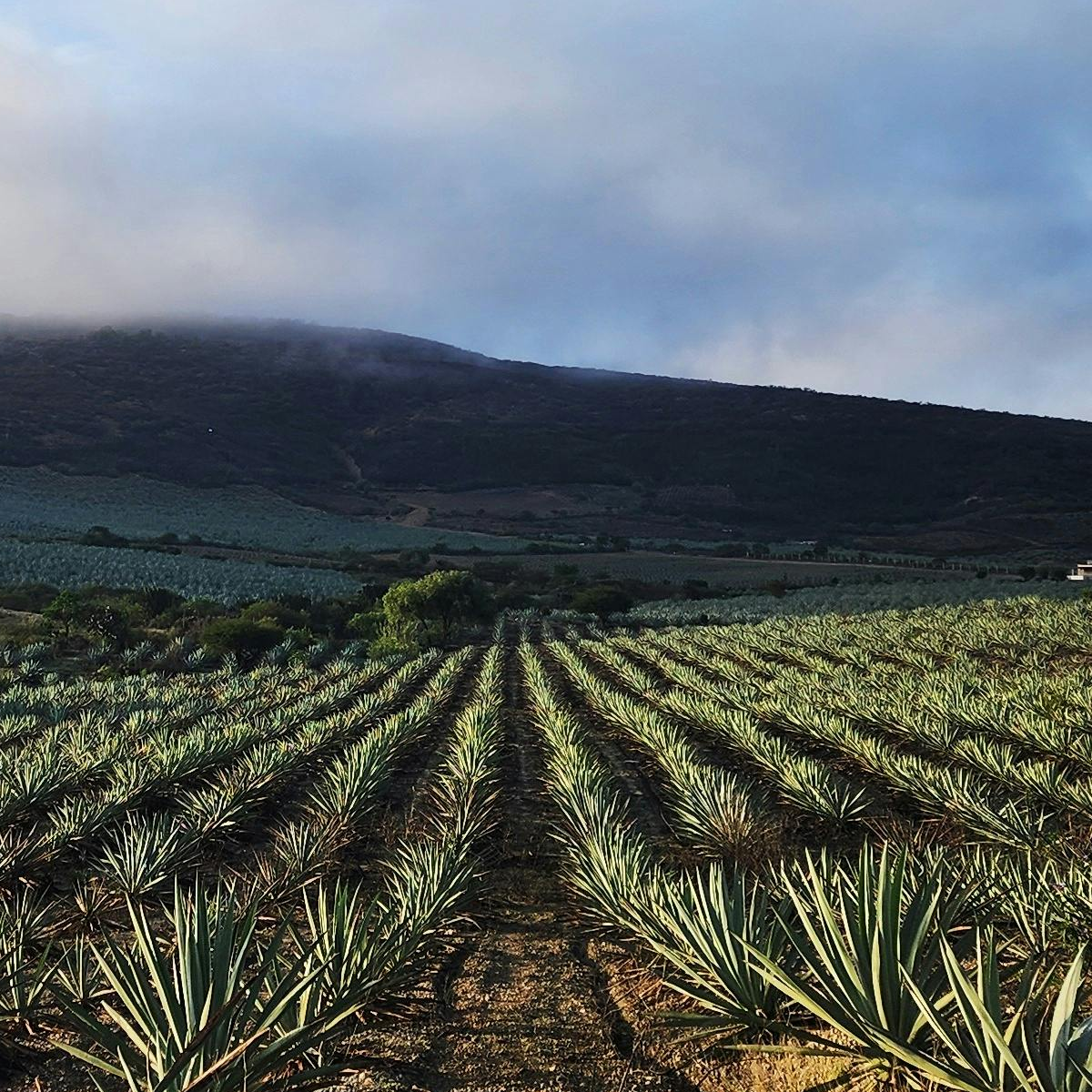 Product image for Planta Santa Mezcal Joven