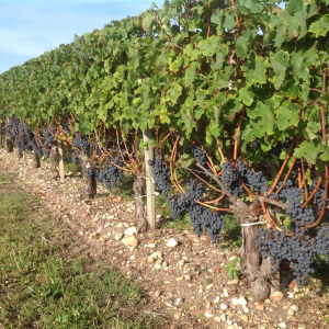 Product image for Chateau Clos Maou Petit Manou