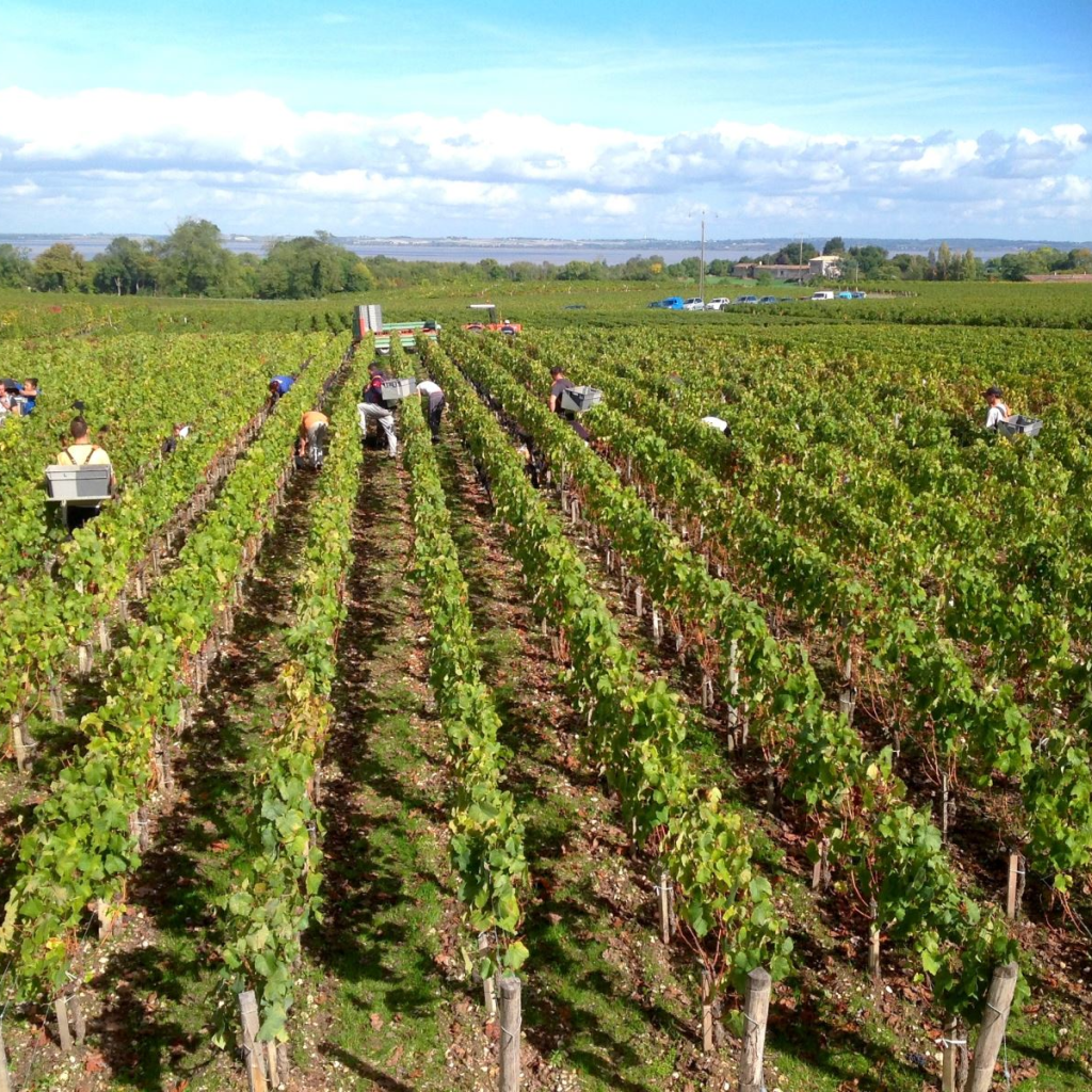 Product image for Chateau Clos Maou Petit Manou