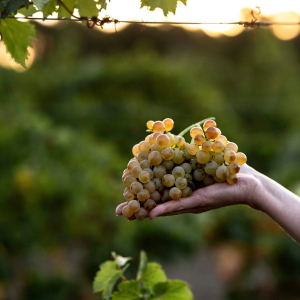 Product image for Gerard Bertrand Heritage Viognier