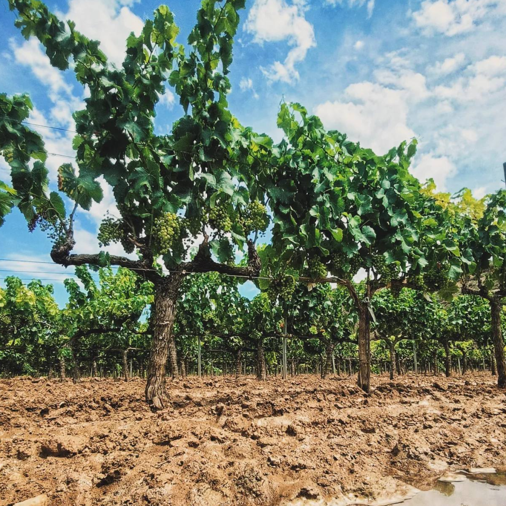 Product image for Casa Mariol Vermut Blanc