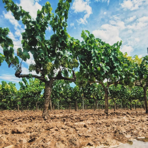 Product image for Casa Mariol Vermut Blanc