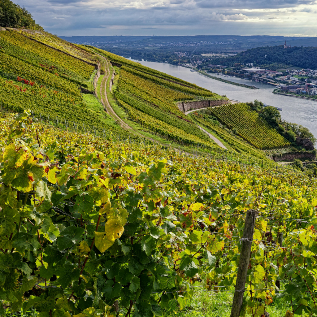 Product image for Meyer Fonne Vins d’Alsace Riesling