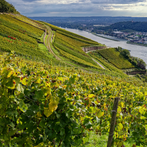 Product image for Meyer Fonne Vins d’Alsace Riesling