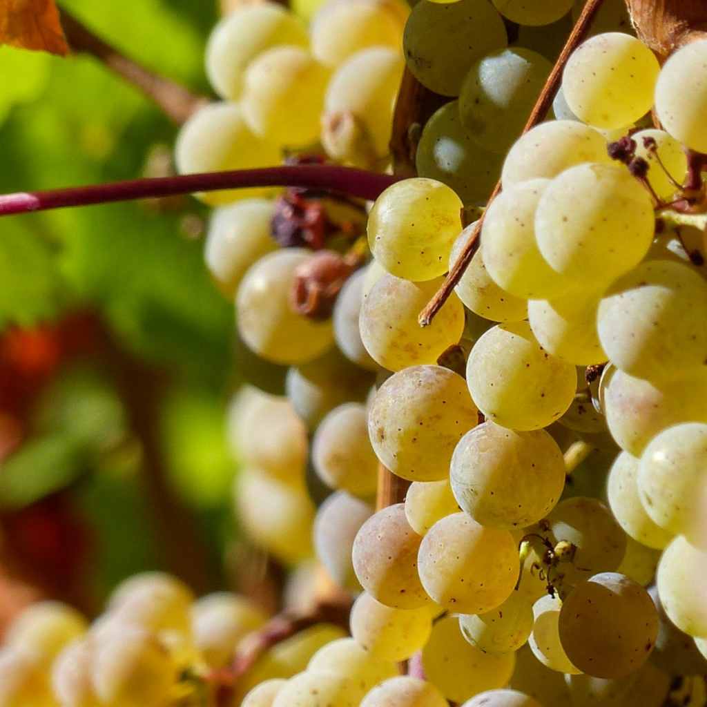 Product image for Meyer Fonne Vins d’Alsace Riesling