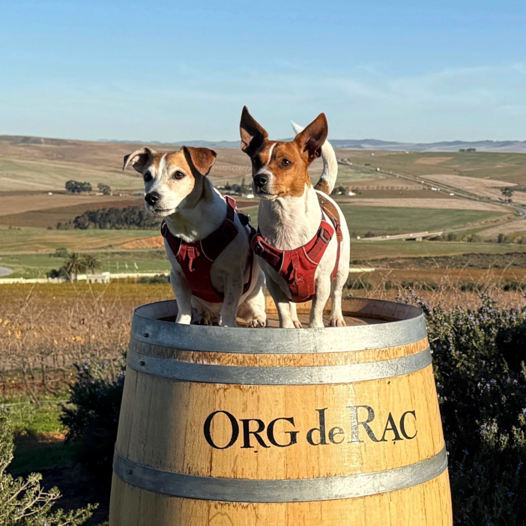 Product image for Org de Rac Cabernet Merlot