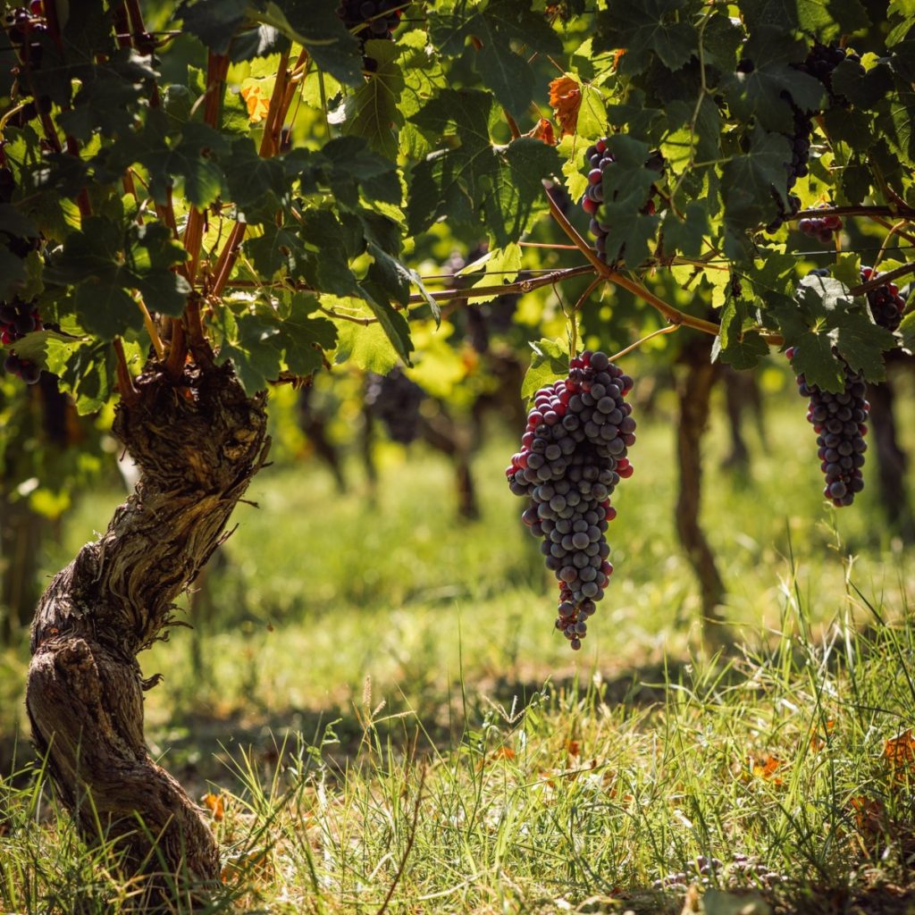 Product image for Michele Chiarlo Tortoniano Barolo DOCG