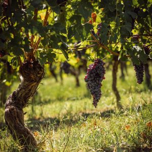 Product image for Michele Chiarlo Tortoniano Barolo DOCG