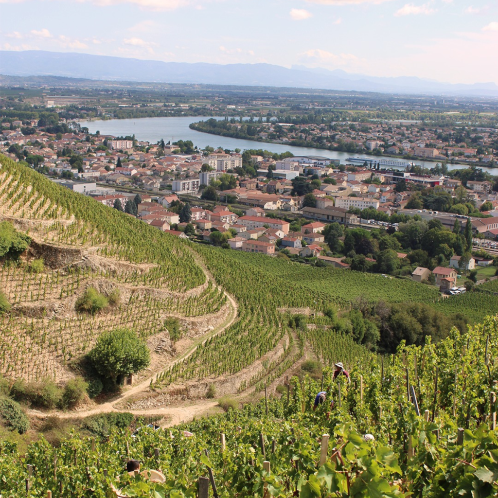 Product image for Chapoutier Ciboise Luberon Blanc