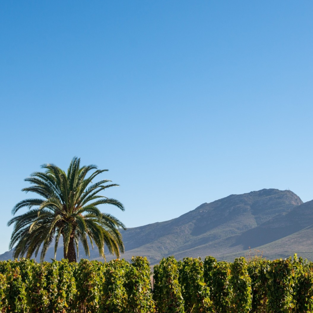 Product image for Org de Rac Cabernet Merlot