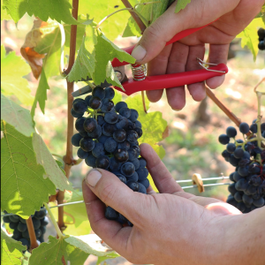 Product image for Chapoutier Ciboise Luberon Rouge