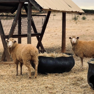 Product image for Org de Rac Cabernet Merlot