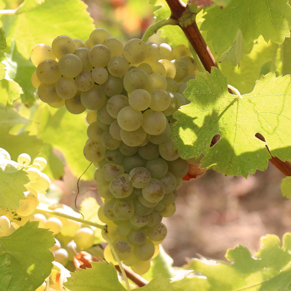 Product image for Alain Graillot Crozes Hermitage Blanc