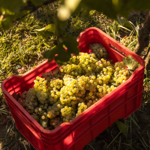 Product image for Movia “Vigna Dol” Malvalsia Brda Suho Belo Vino ZGP