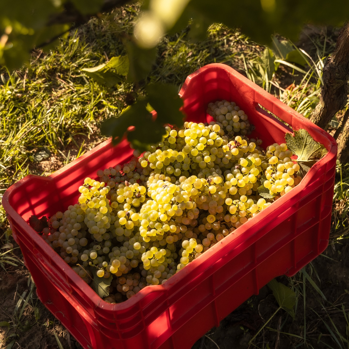 Product image for Movia “Vigna Dol” Malvalsia Brda Suho Belo Vino ZGP