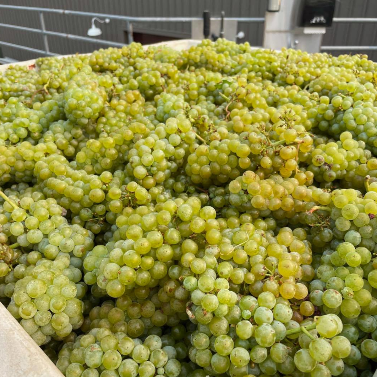 Product image for Shelter Bay Marlborough Sauvignon Blanc