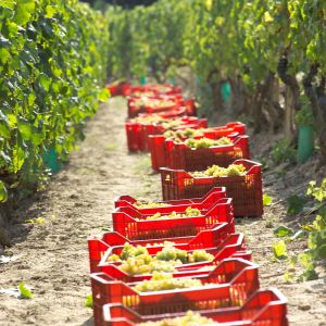 Product image for Massolino Langhe Chardonnay DOC