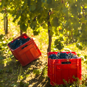 Product image for Movia Cabernet Sauvignon Brda ZGP