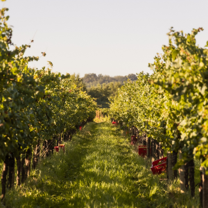 Product image for Movia Cabernet Sauvignon Brda ZGP