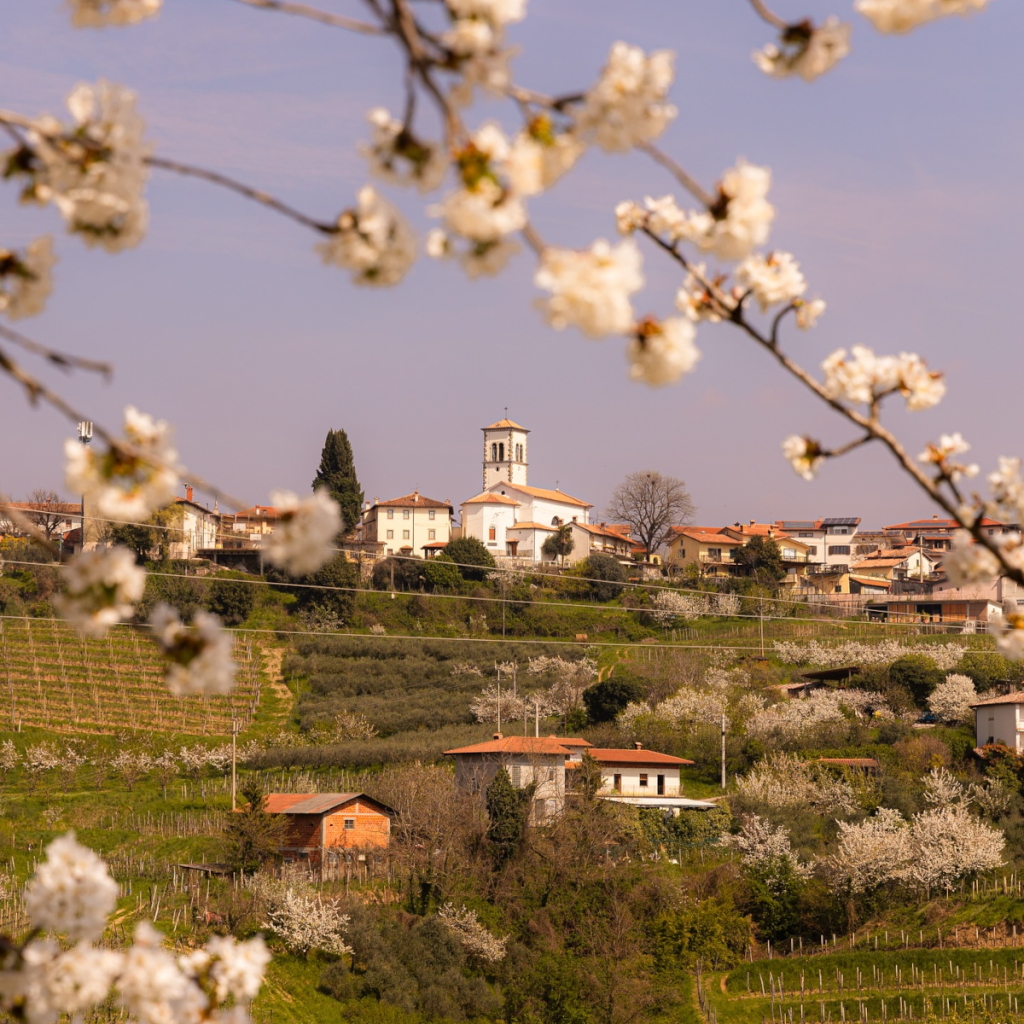 Product image for Movia Cabernet Sauvignon Brda ZGP