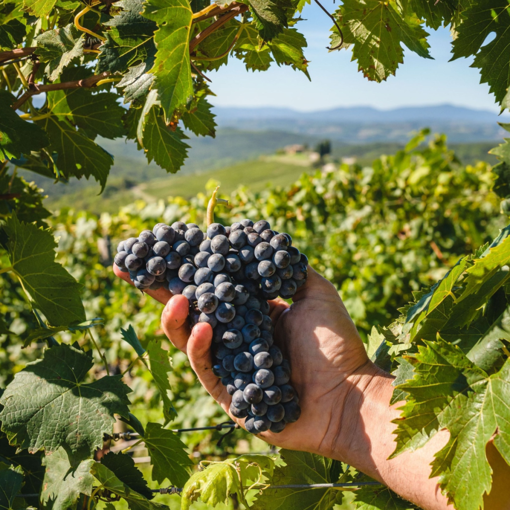 Product image for Castiglion del Bosco Brunello Di Montalcino DOCG