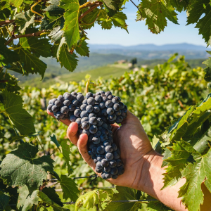 Product image for Castiglion del Bosco Brunello Di Montalcino DOCG