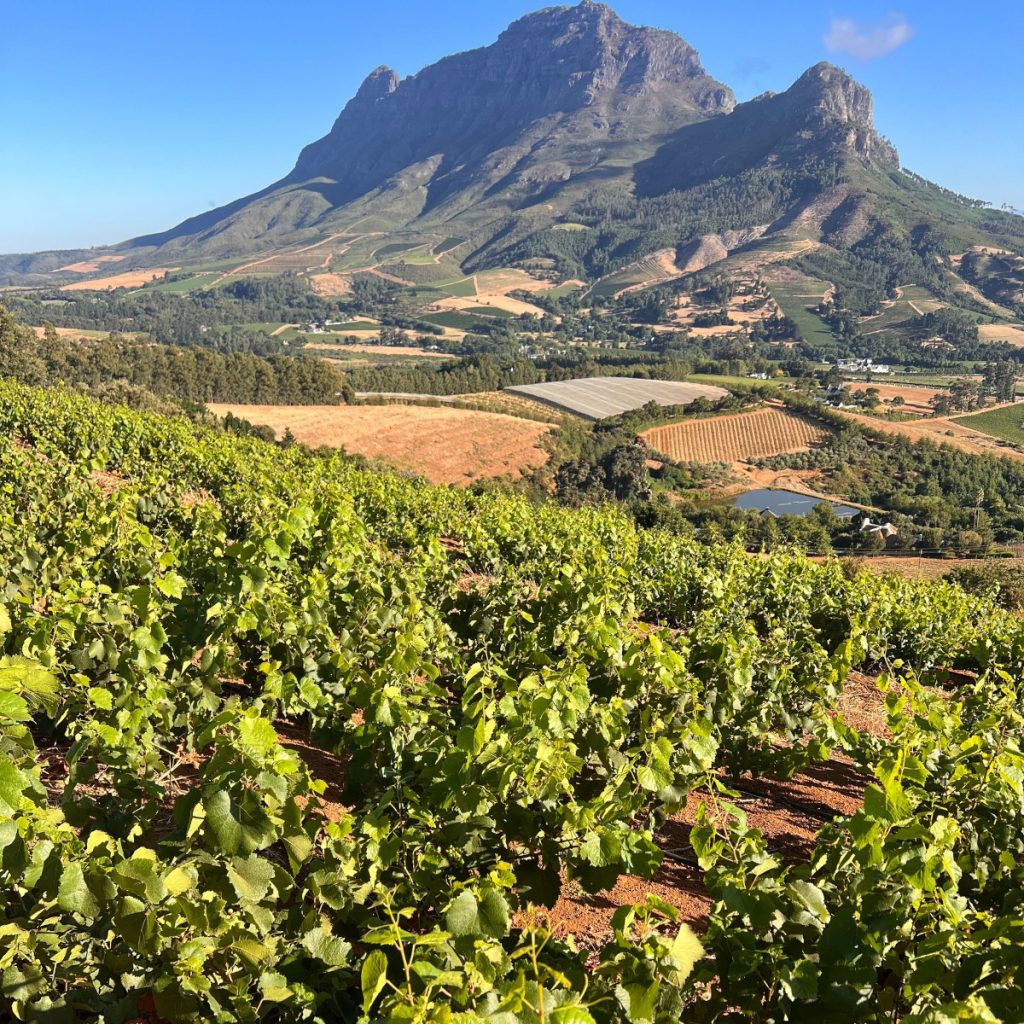 Product image for Shelter Bay Marlborough Sauvignon Blanc