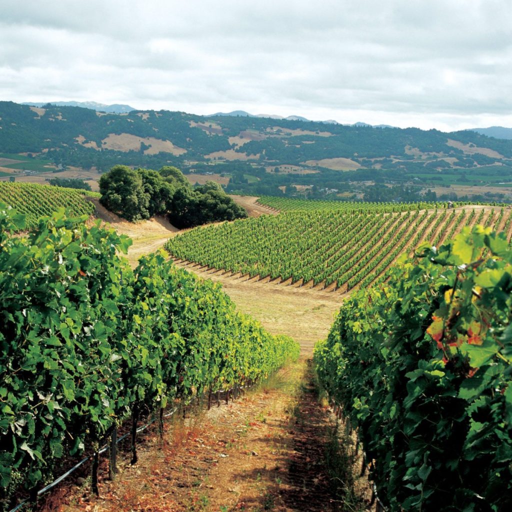 Product image for Shelter Bay Marlborough Sauvignon Blanc