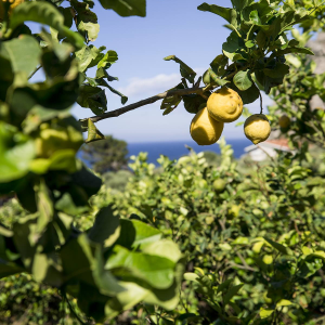 Product image for Averna Amaro