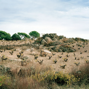 Product image for Telmo Rodriguez Al-Muvedre Monastrell
