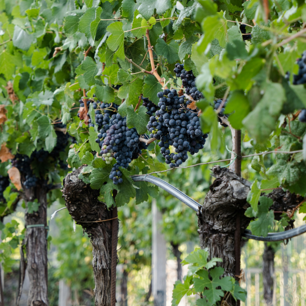 Product image for Telmo Rodriguez Al-Muvedre Monastrell