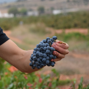 Product image for Piqueras El Abuelo Seleccion GSM