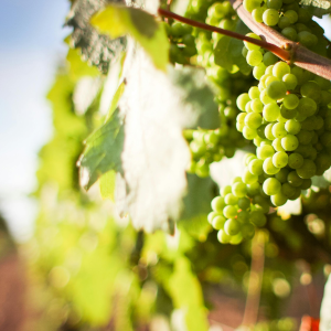 Product image for Alvear Fino Sherry