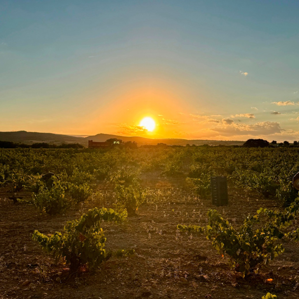 Product image for Piqueras Los Losares Monastrell
