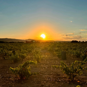 Product image for Piqueras Los Losares Monastrell