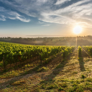 Product image for Alvear PX 1927