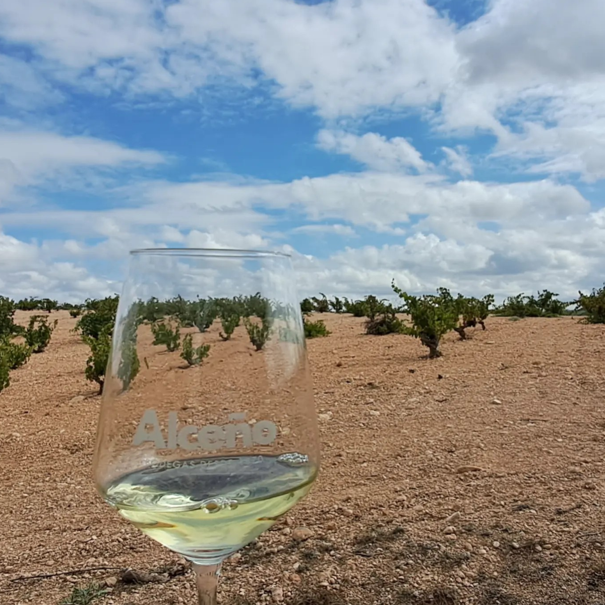 Product image for Alceno Sauvignon Blanc Fermented in Barrel