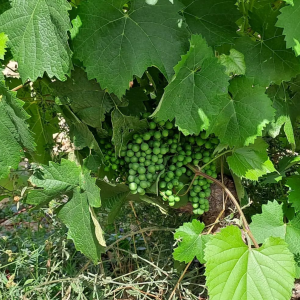 Product image for Alceno Sauvignon Blanc Fermented in Barrel