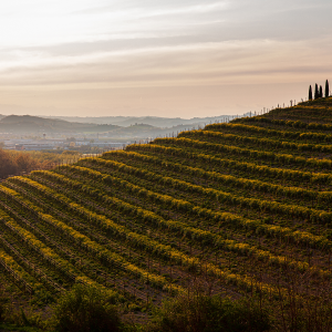 Product image for Gaja Rossj Bass