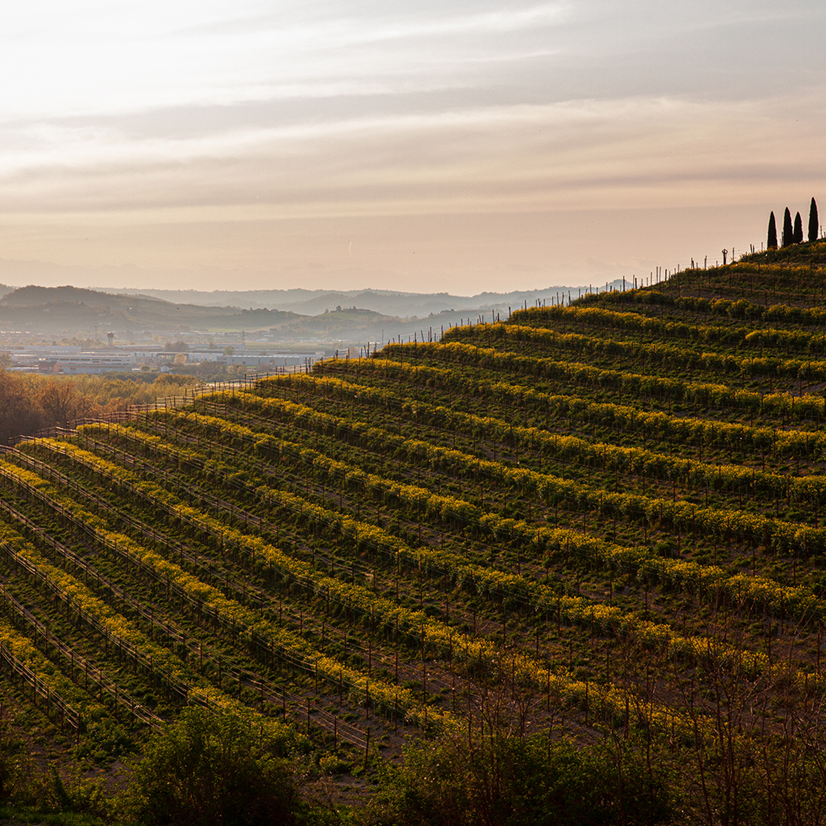 Product image for Gaja Sori' Tildin Barbaresco DOP