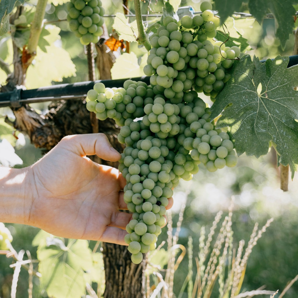 Product image for Le Morette Lugana Mandolara DOC