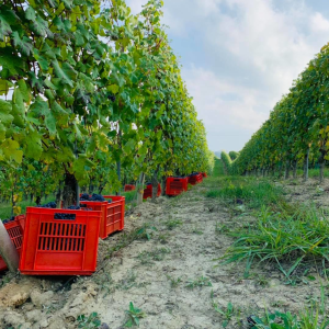 Product image for Pico Maccario Barolo Del Comune di Serralunga D'Alba