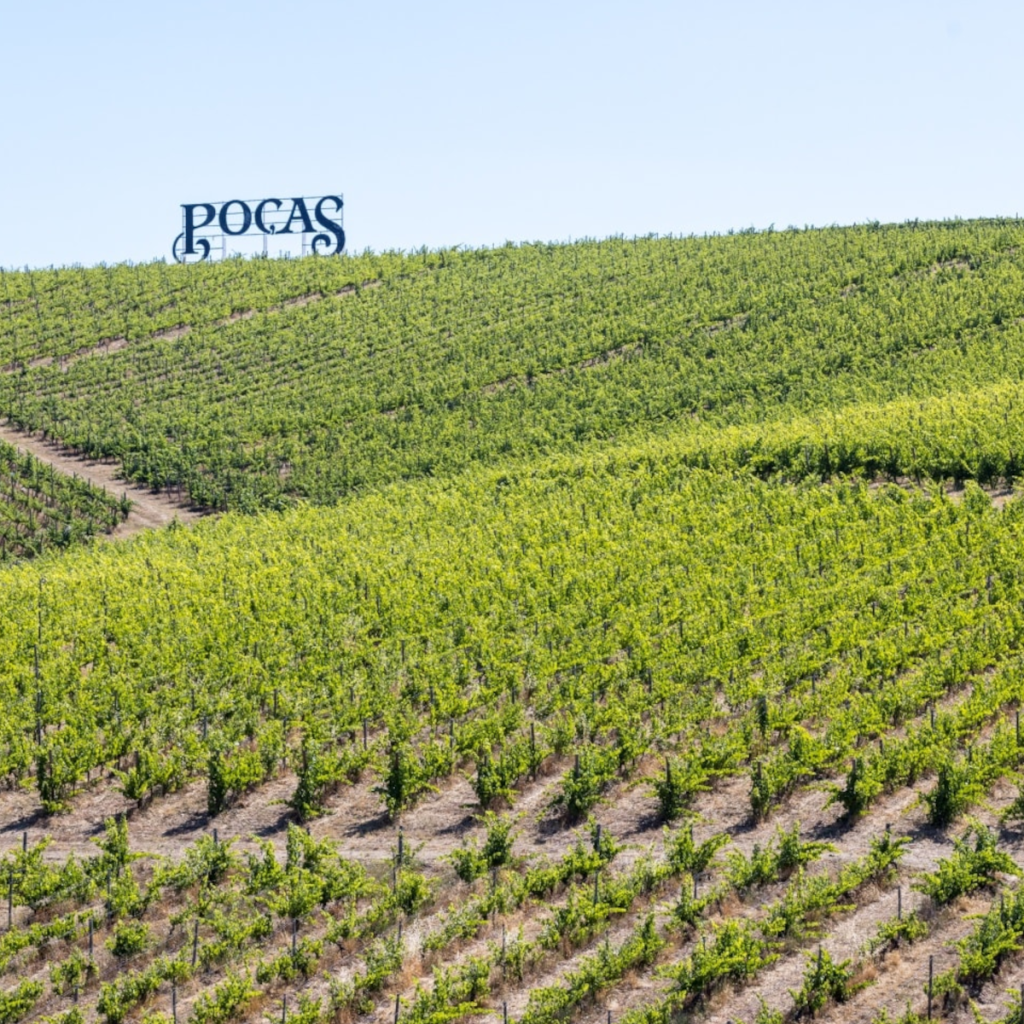 Product image for Pocas 10 YO White