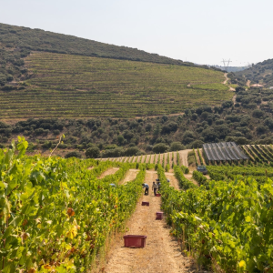 Product image for Pocas 10 YO White